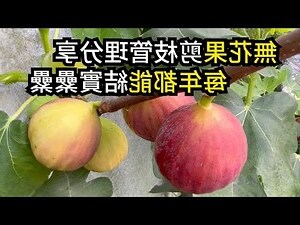 無花果樹 英文